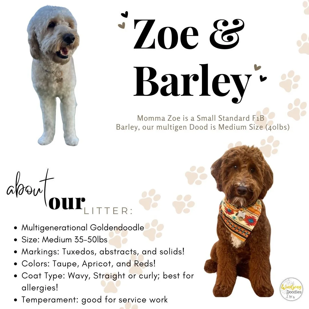 medium goldendoodles for sale, standard goldendoodles for sale