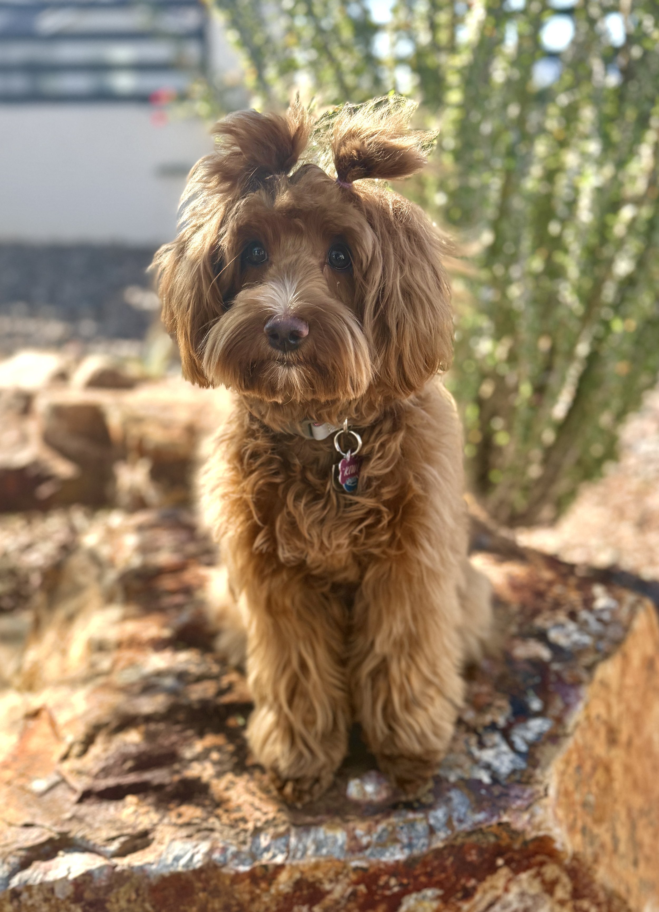 A cute brown curly-haired dog with a paw lifting on its head, sitting on a tree trunk outdoors with green foliage in the background.