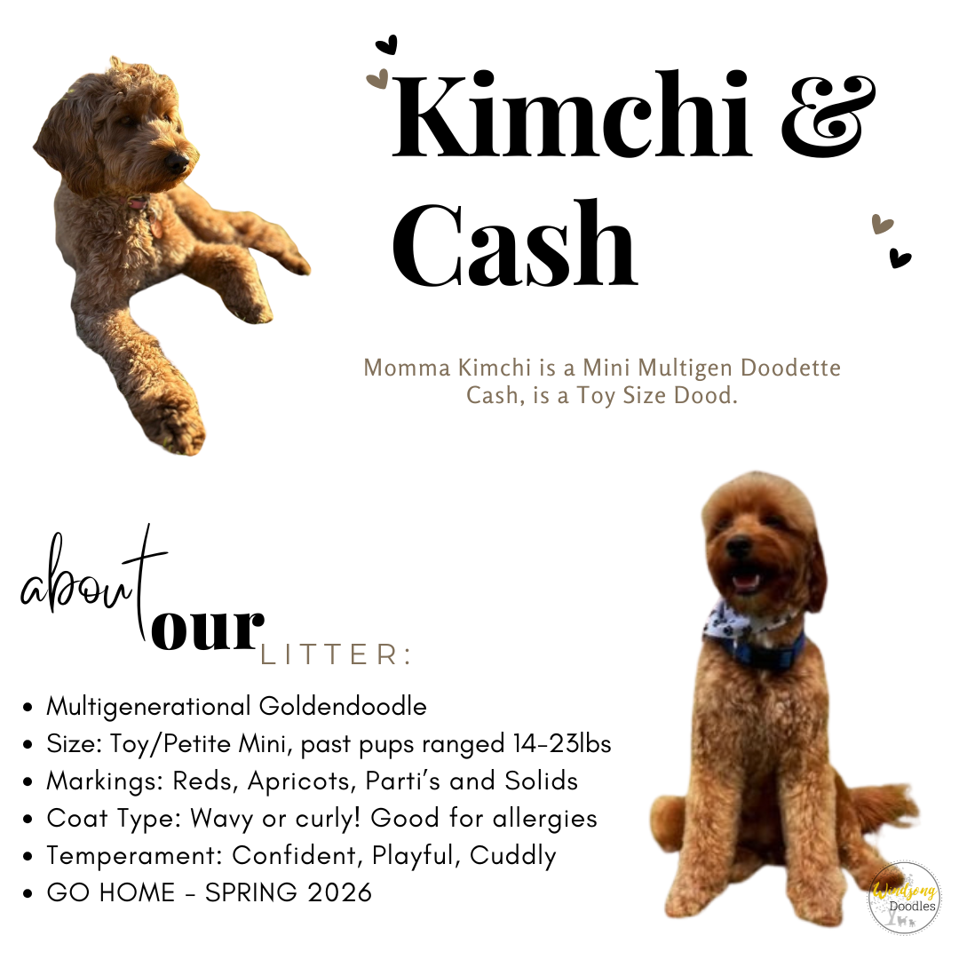 best Goldendoodle breeder, mini goldendoodle breeder, teddy bear goldendoodles for sale, Orange County doodle breeders