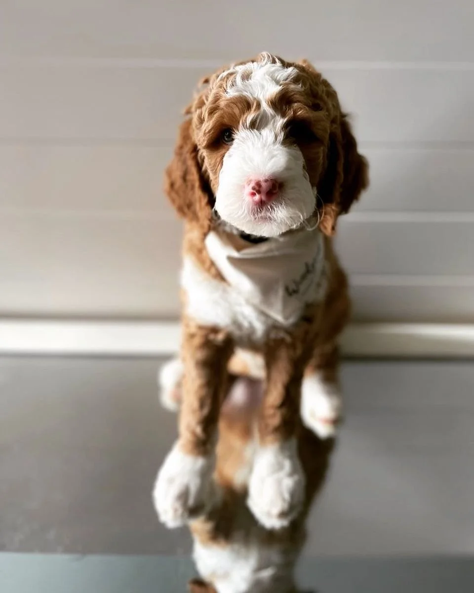 Goldendoodle breeder near me Southern CA, Northern CA goldendoodle puppies for sale,  A cute puppy with brown and white curly fur sitting on a reflective surface with a light-colored wooden wall in the background.