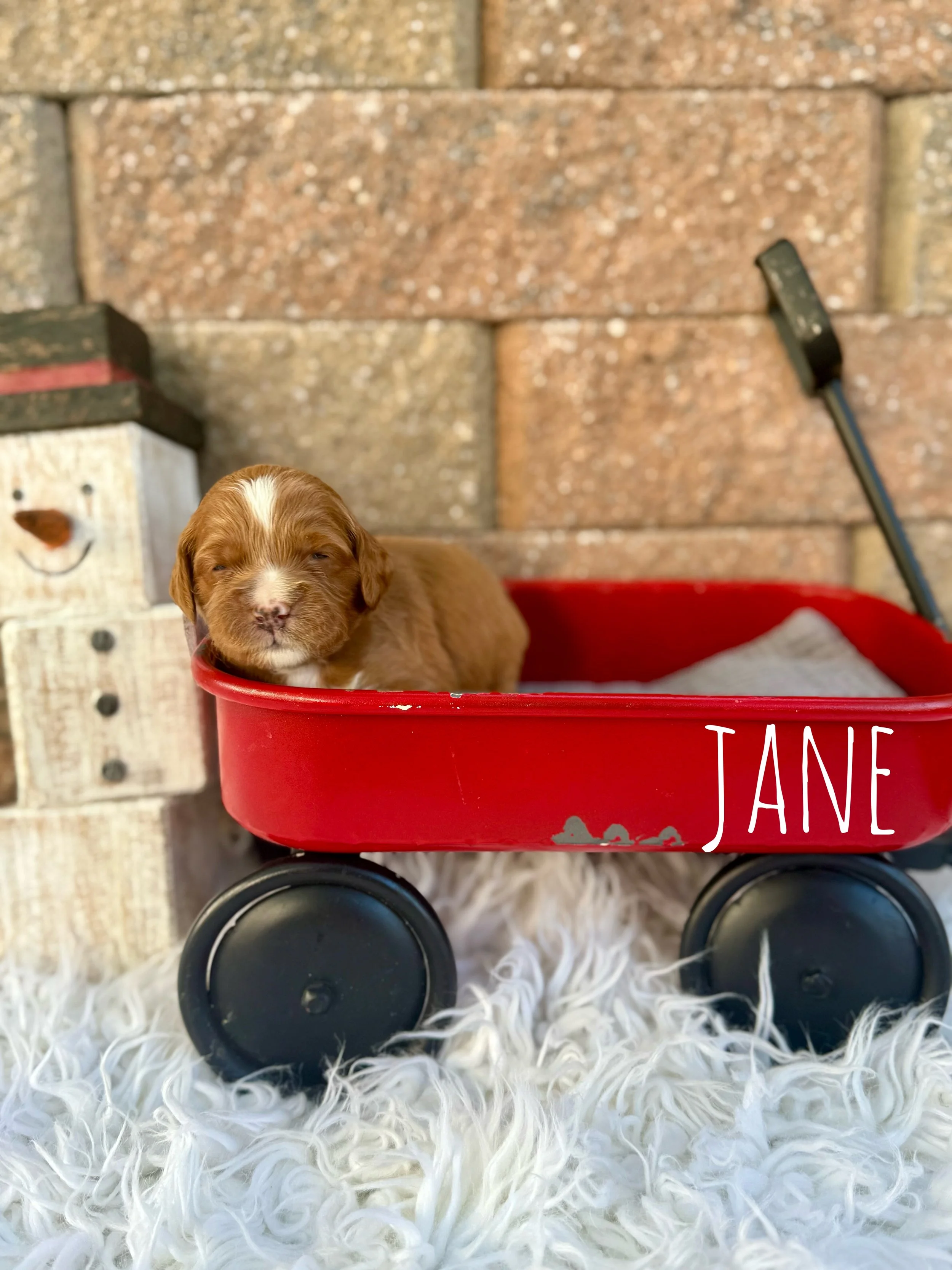 mini goldendoodles for sale near me, doodle puppies for sale