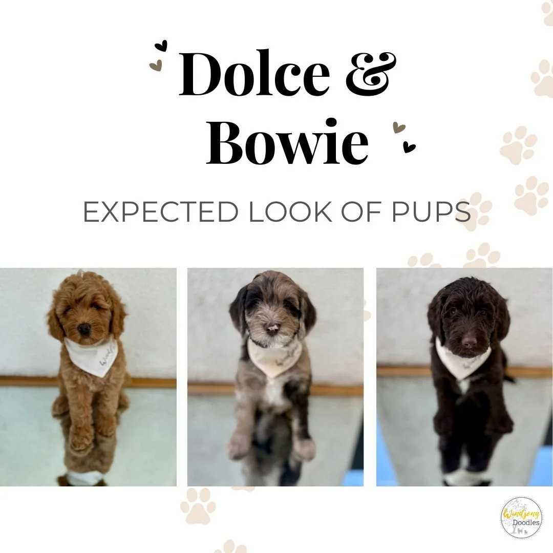 merle goldendoodles near me, medium-sized goldendoodle puppies for sale San Diego