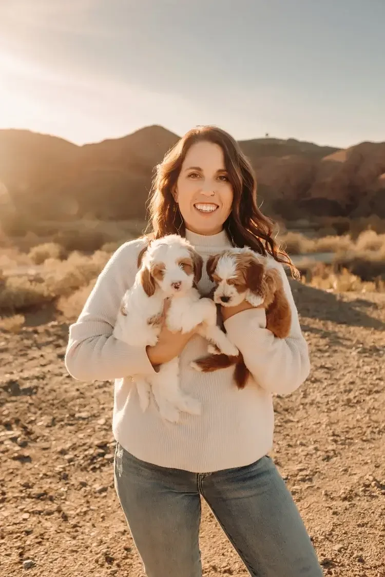 Las Vegas goldendoodle breeder, goldendoodle breeding in Las Vegas, Goldendoodle breeder near me Las Vegas, golden doodle puppies for sale Las Vegas