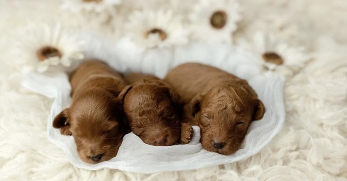 goldendoodle puppies for sale, California goldendoodle breeder