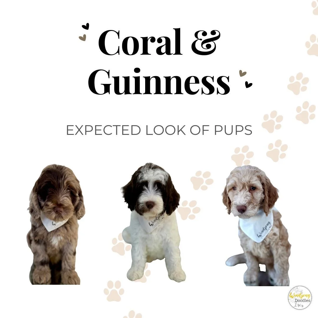 Poster featuring three puppies with tags, titled 'Coral & Guinness' with paw prints, describing expected look of puppies.