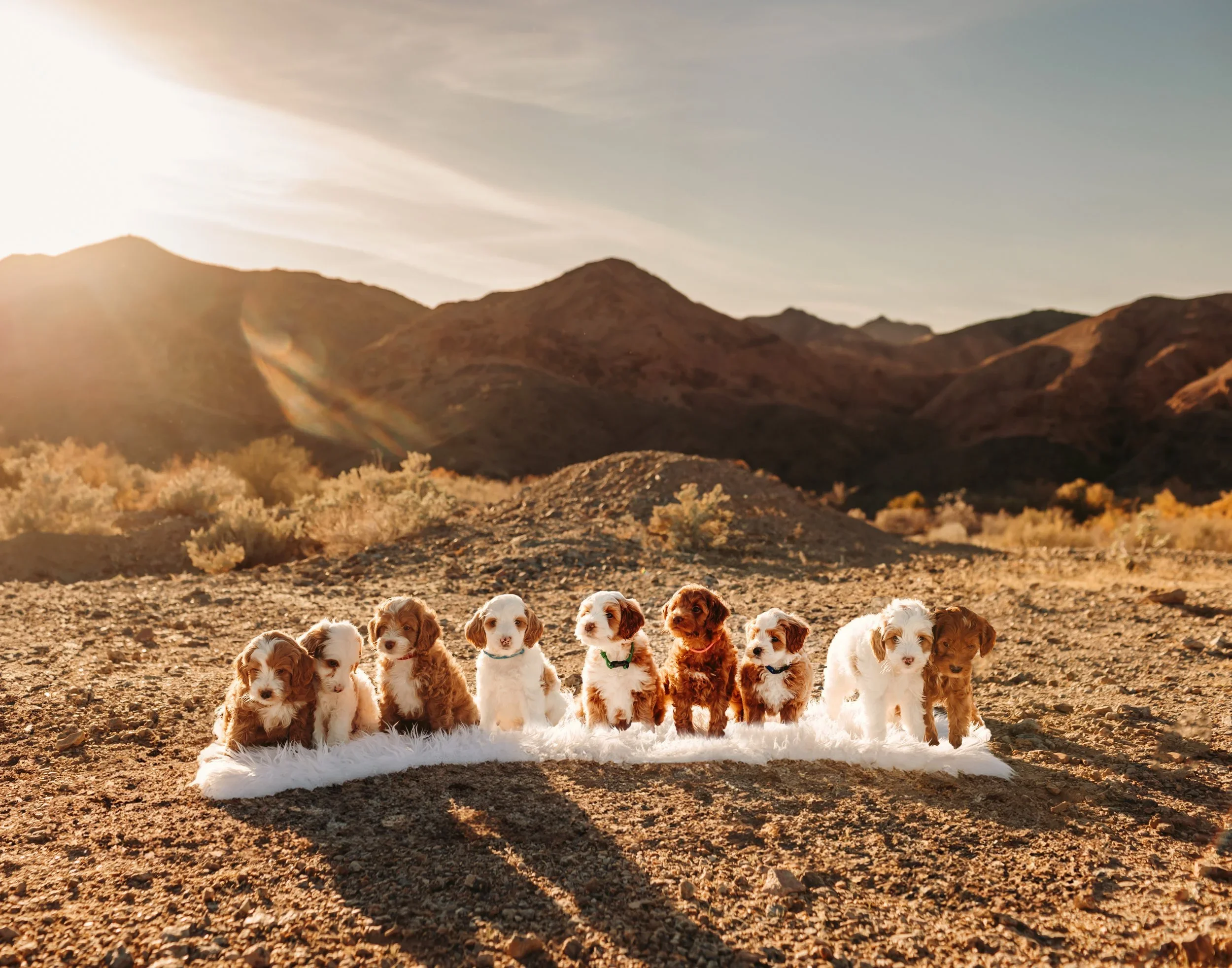 Goldendoodle Puppy Stages: What to Expect From 8 Weeks to 1 Year
