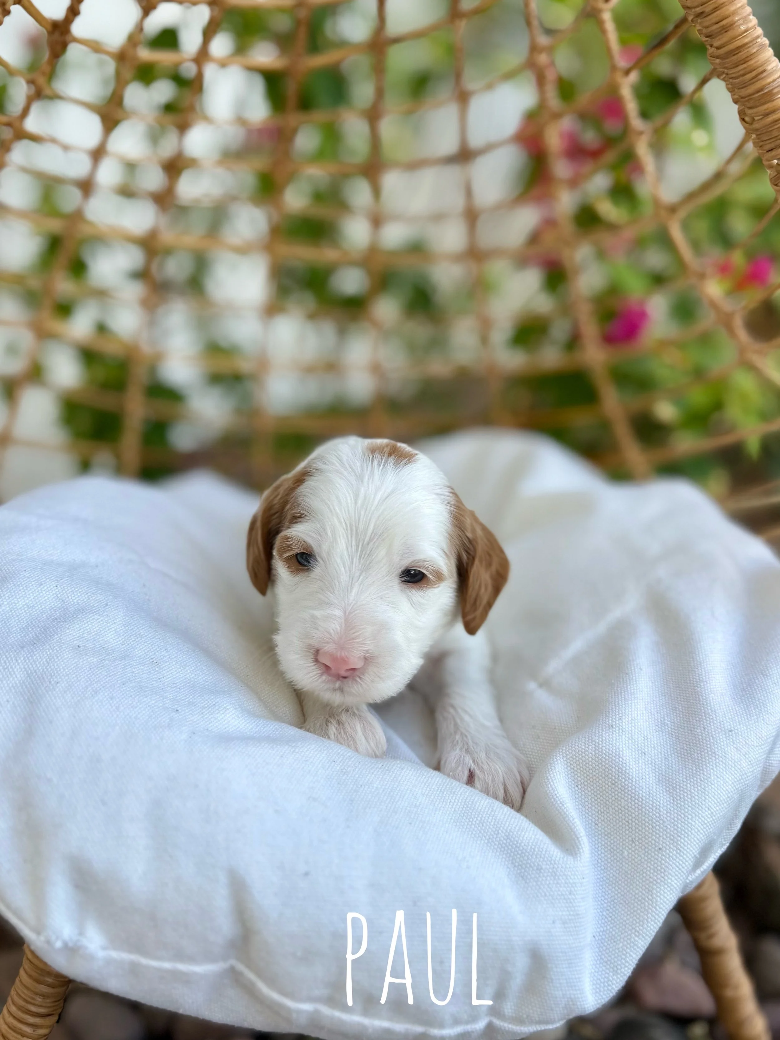 multigen goldendoodle puppy near me.JPG