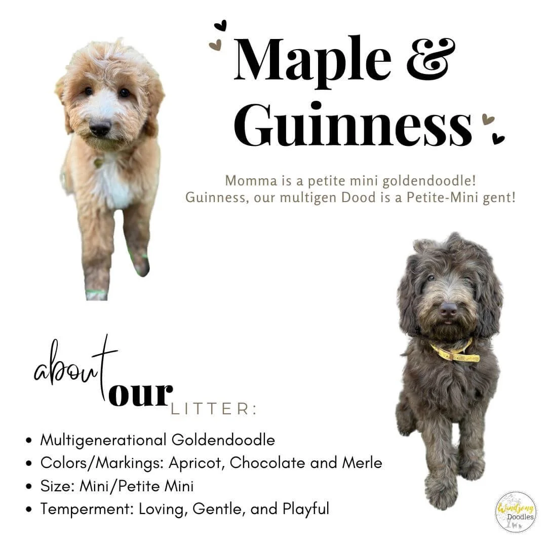 Photo of two adorable dogs with text about Maple and Guinness, a multigenerational Goldendoodle and a petite-mini Goldendoodle, describing their colors, size, and temperament, with small heart graphics.