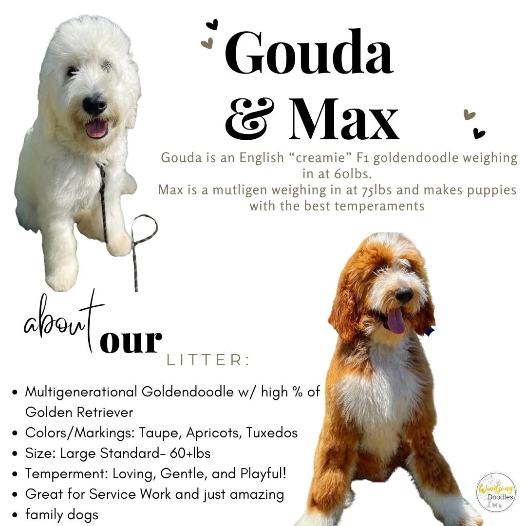 Informational poster about Gouda and Max, two dogs, featuring photos of a white Goldendoodle and a brown and white Goldendoodle, with details about their breeds, colors, sizes, temperaments, and litter information.