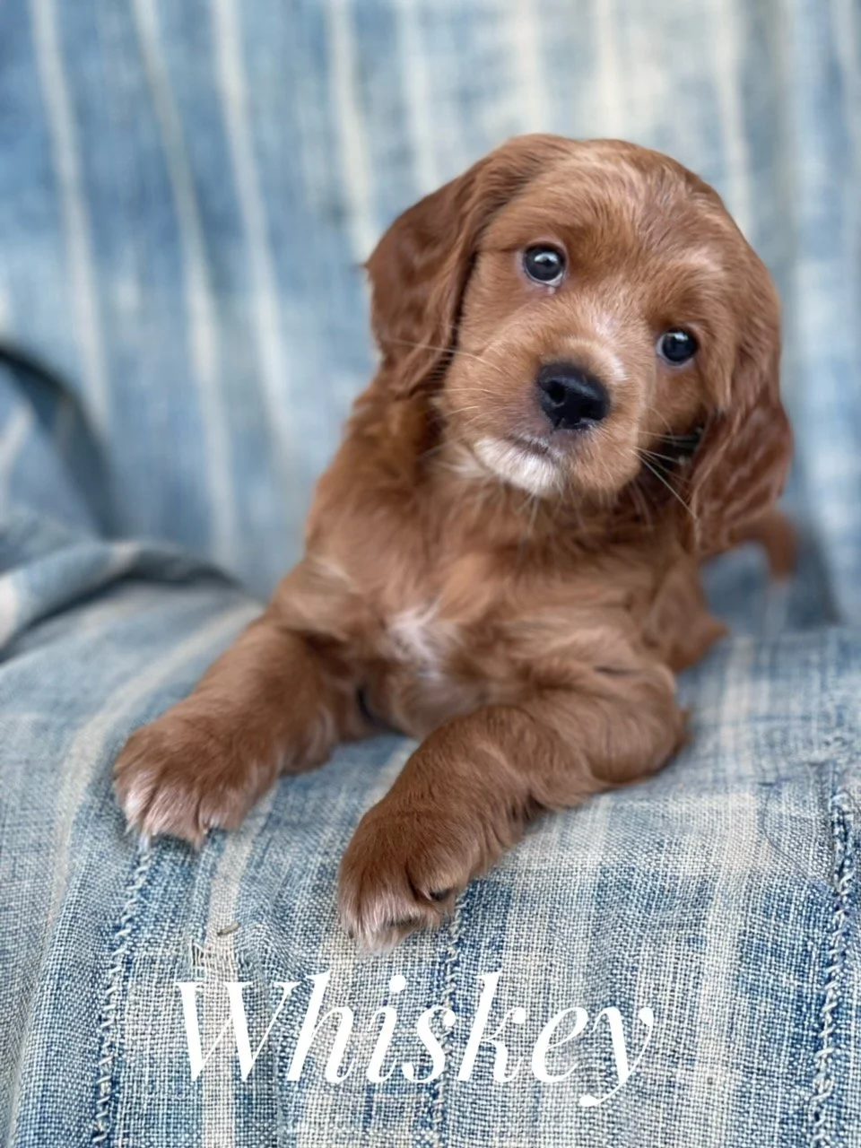 cockadoodle breeder southern california, golden cockadoodles for sale San Diego