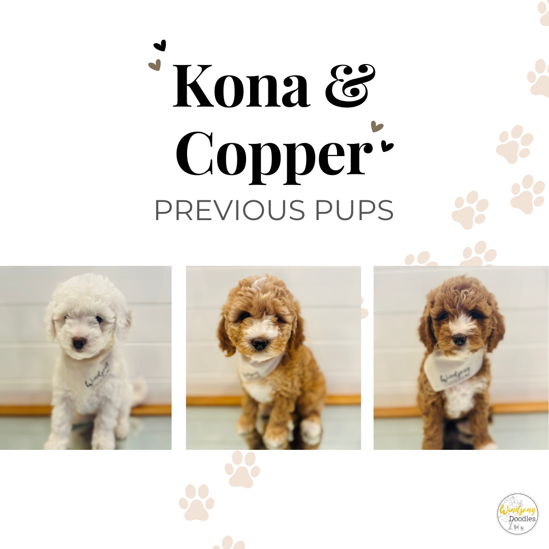 best Goldendoodle breeder, mini goldendoodle breeder, teddy bear goldendoodles for sale, Orange County doodle breeders
