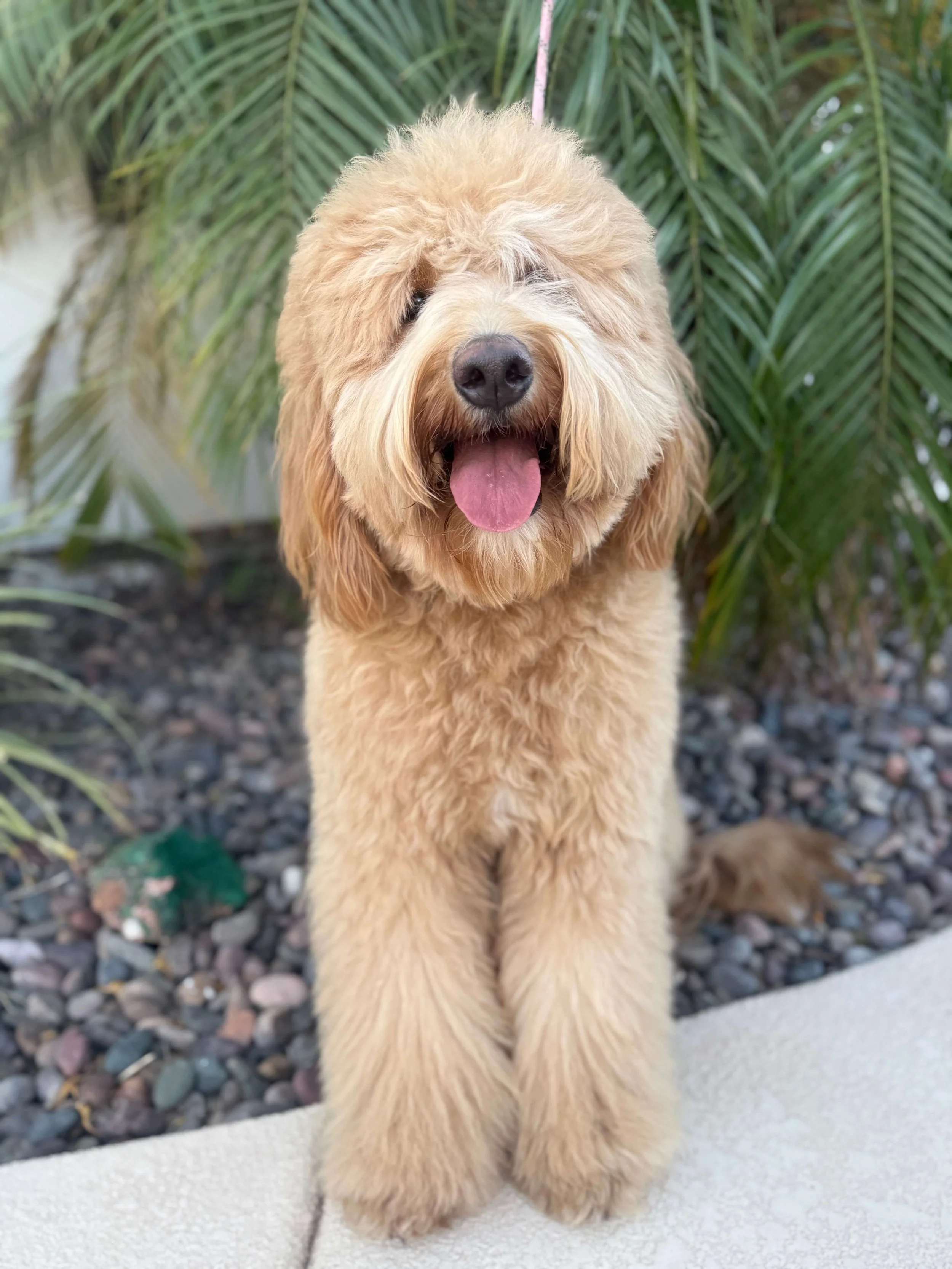 The Goldendoodle Grooming Calendar: A Roadmap to the Perfect Fluff