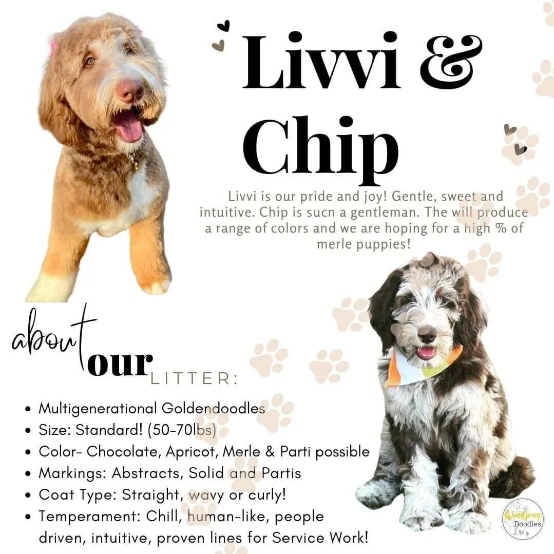 medium goldendoodles for sale, standard goldendoodles for sale