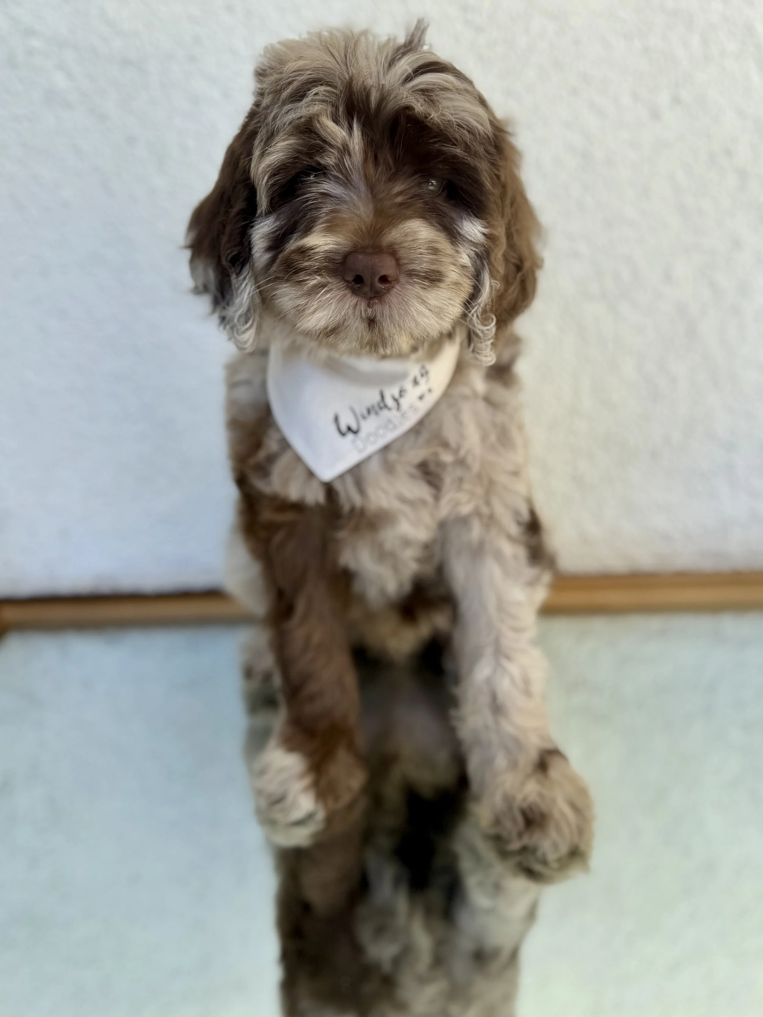 california's top doodle breeder.jpeg