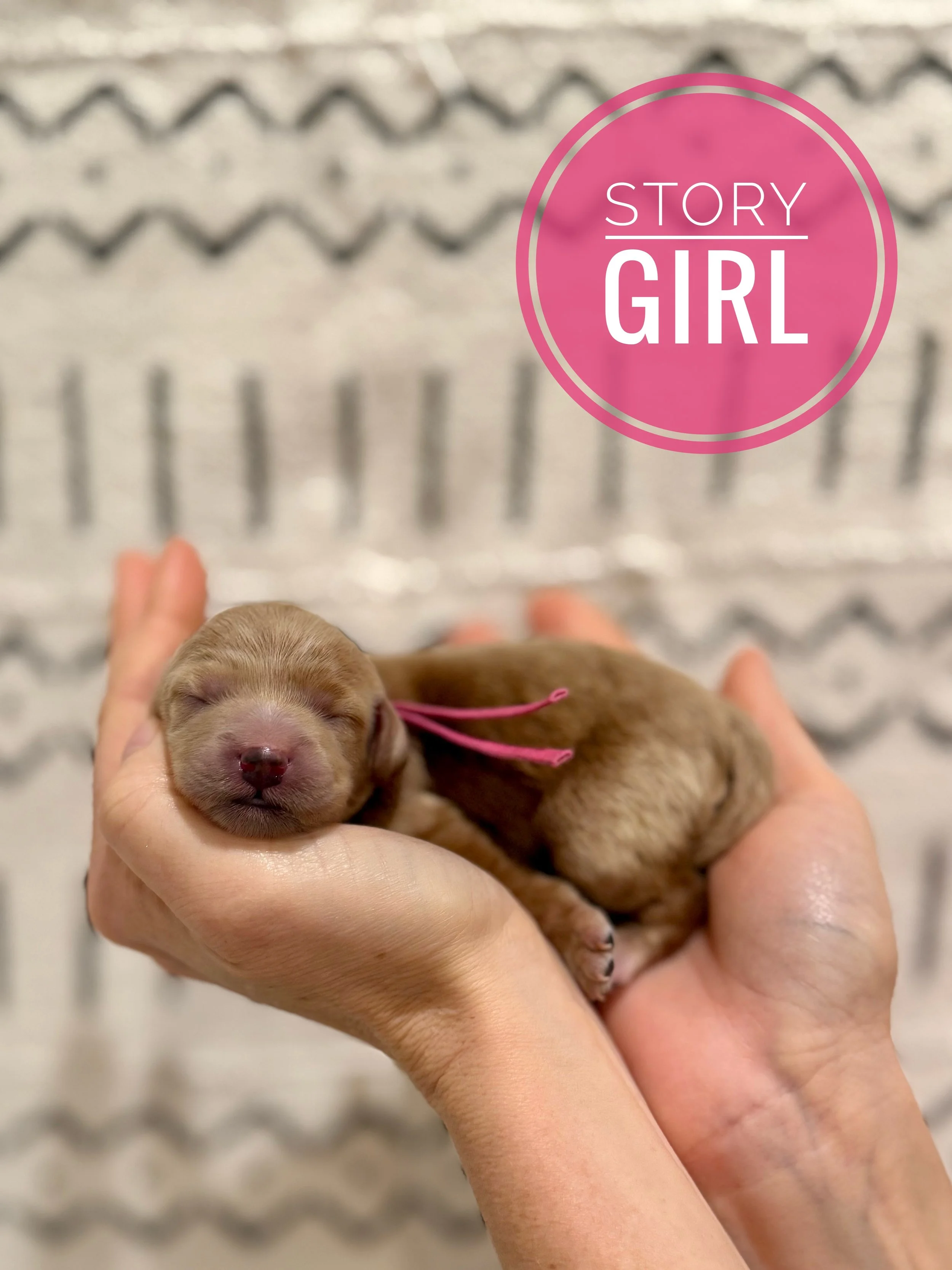 toy size goldendoodle la