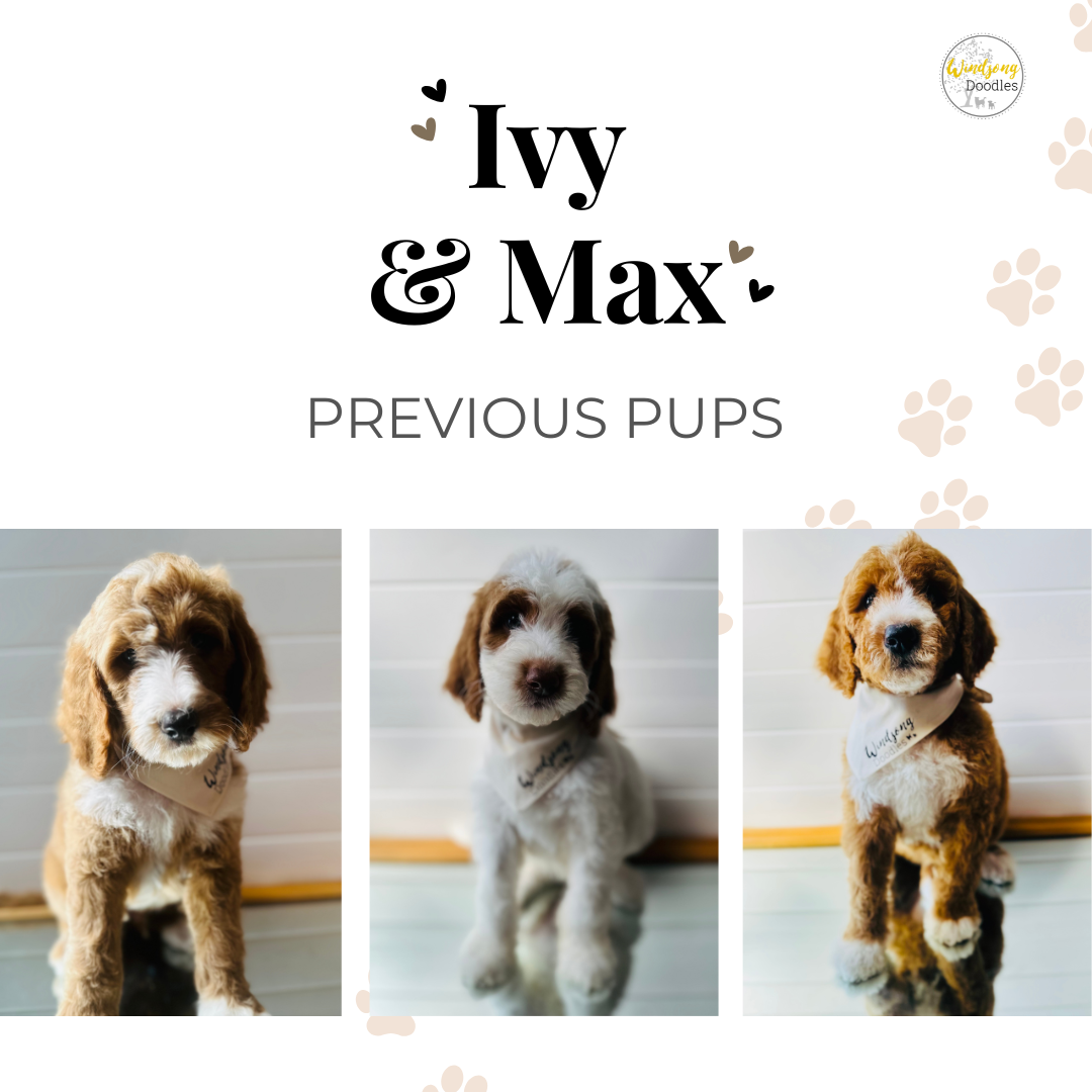 A graphic design with the text 'Ivy & Max' and 'Previous Pups.' Features three photos of adorable puppies, each wearing a white bandana with the Windang Doodles logo, sitting against a white background with paw prints.