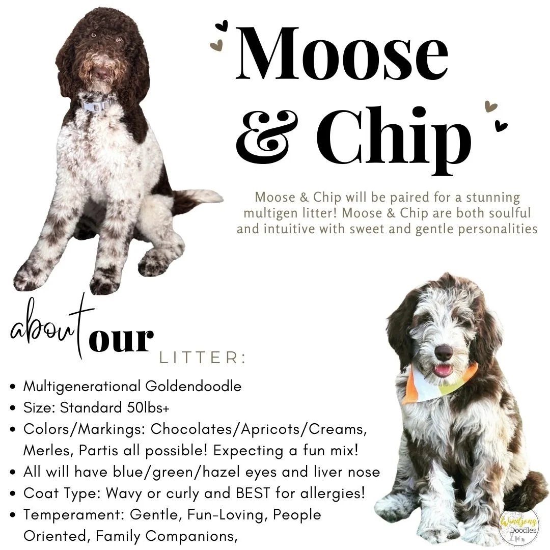 Flyer featuring two puppies, one with a brown curly coat and the other with a white and gray coat, promoting Moose & Chip's multigen Border Collie litter.