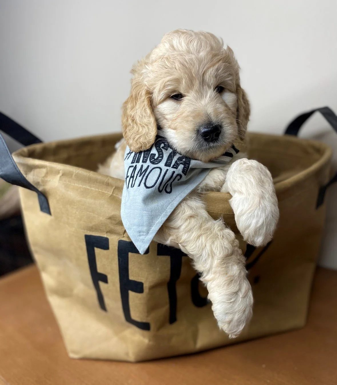 Should I Get a Puppy? A Trusted Breeder's Guide — Windsong Doodles