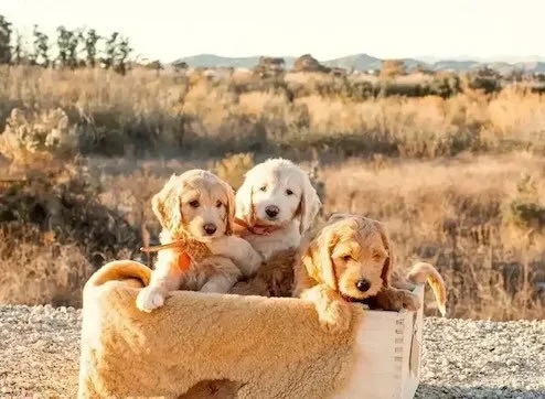best Goldendoodle breeder near me, California teddy bear goldendoodle puppies for sale, doodle puppies for sale, mini goldendoodle puppy for sale