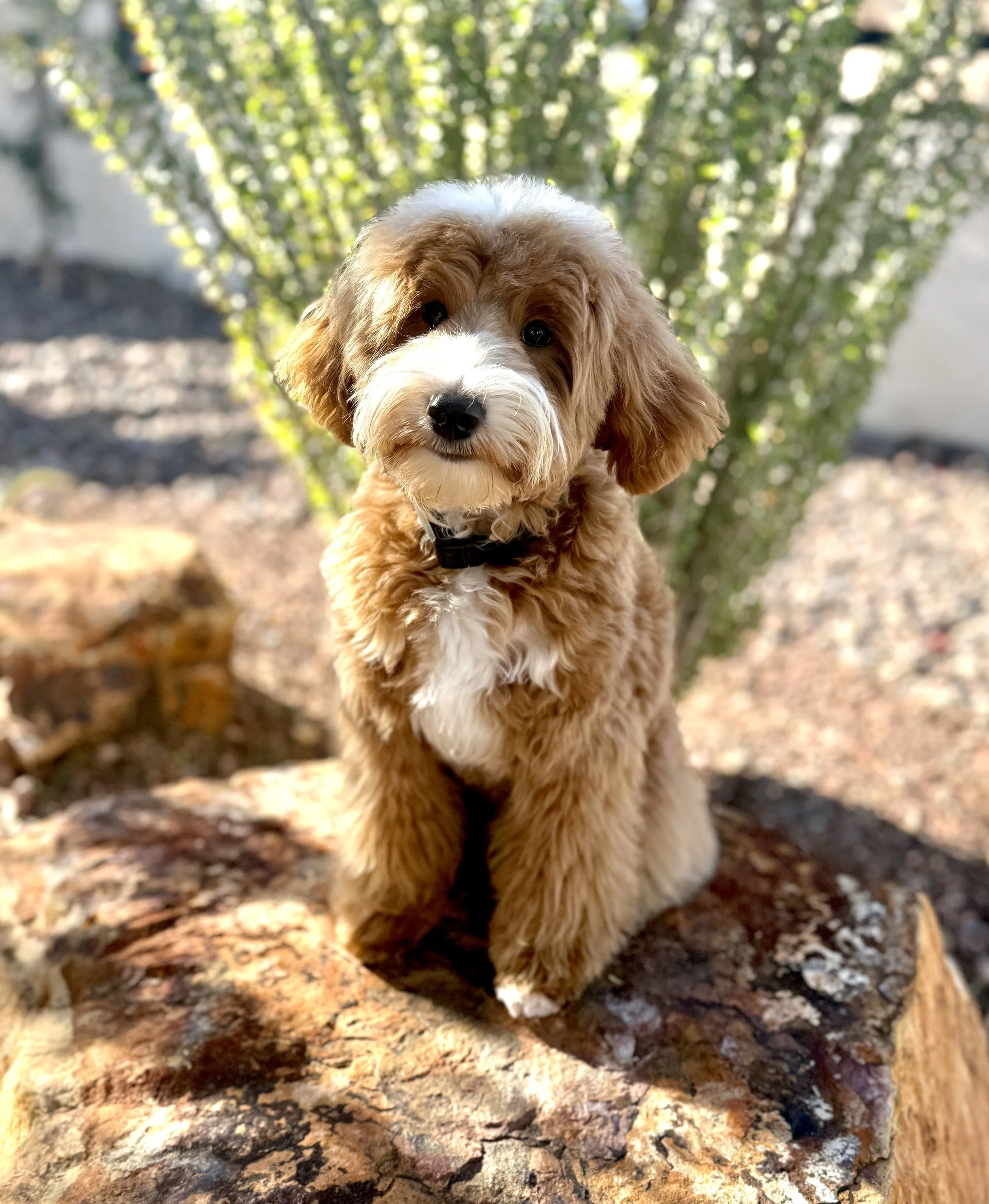 mini goldendoodle breeder California, San Diego goldendoodle puppies for sale