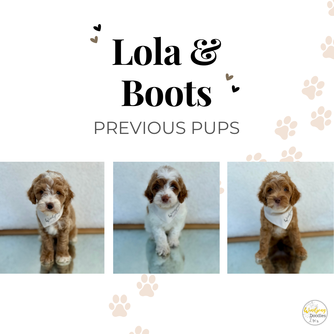 best Goldendoodle breeder, mini goldendoodle breeder, teddy bear goldendoodles for sale, Orange County doodle breeders