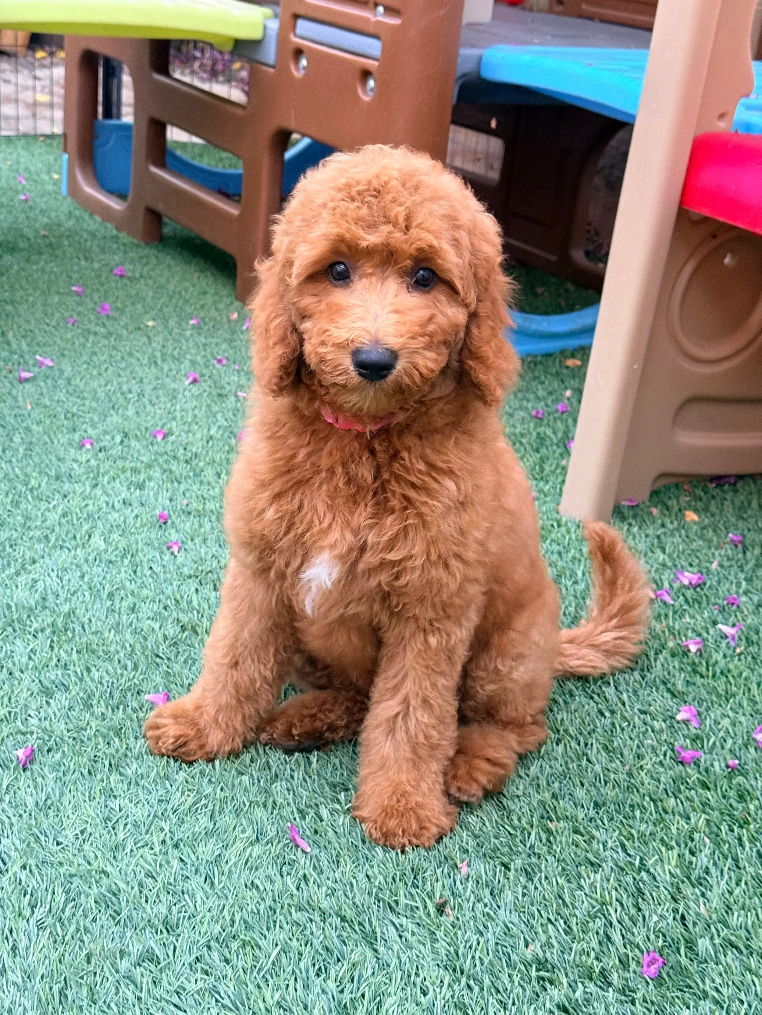 trained+goldendoodle+doodle.webp