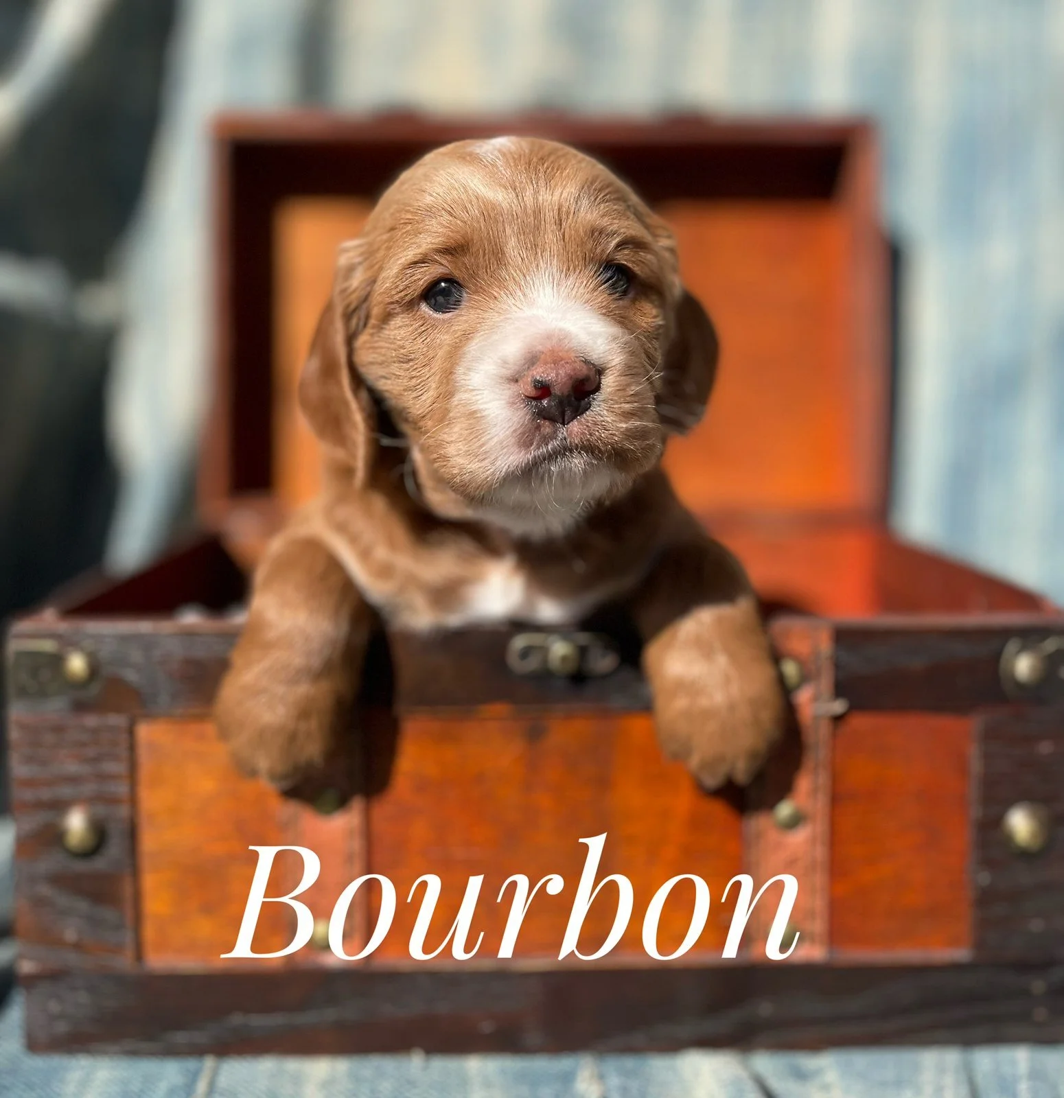 mini golden cockerdoodle breeder near me, golden cockerdoodle breeder near me Southern California, golden cockerdoodle puppies for sale usa, golden cockerdoodles for sale California