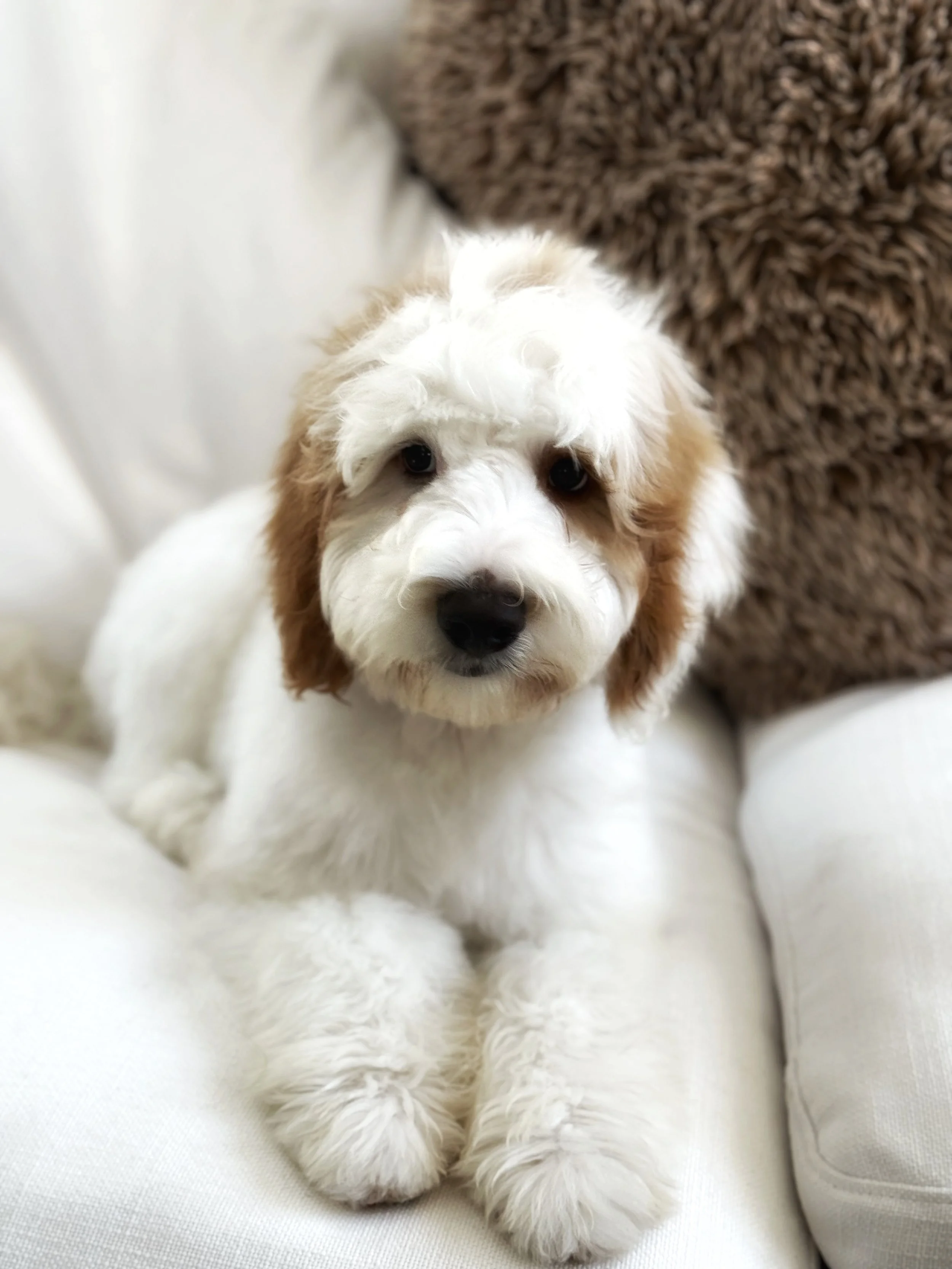 The Velcro Life: Why Your Goldendoodle Follows You Everywhere