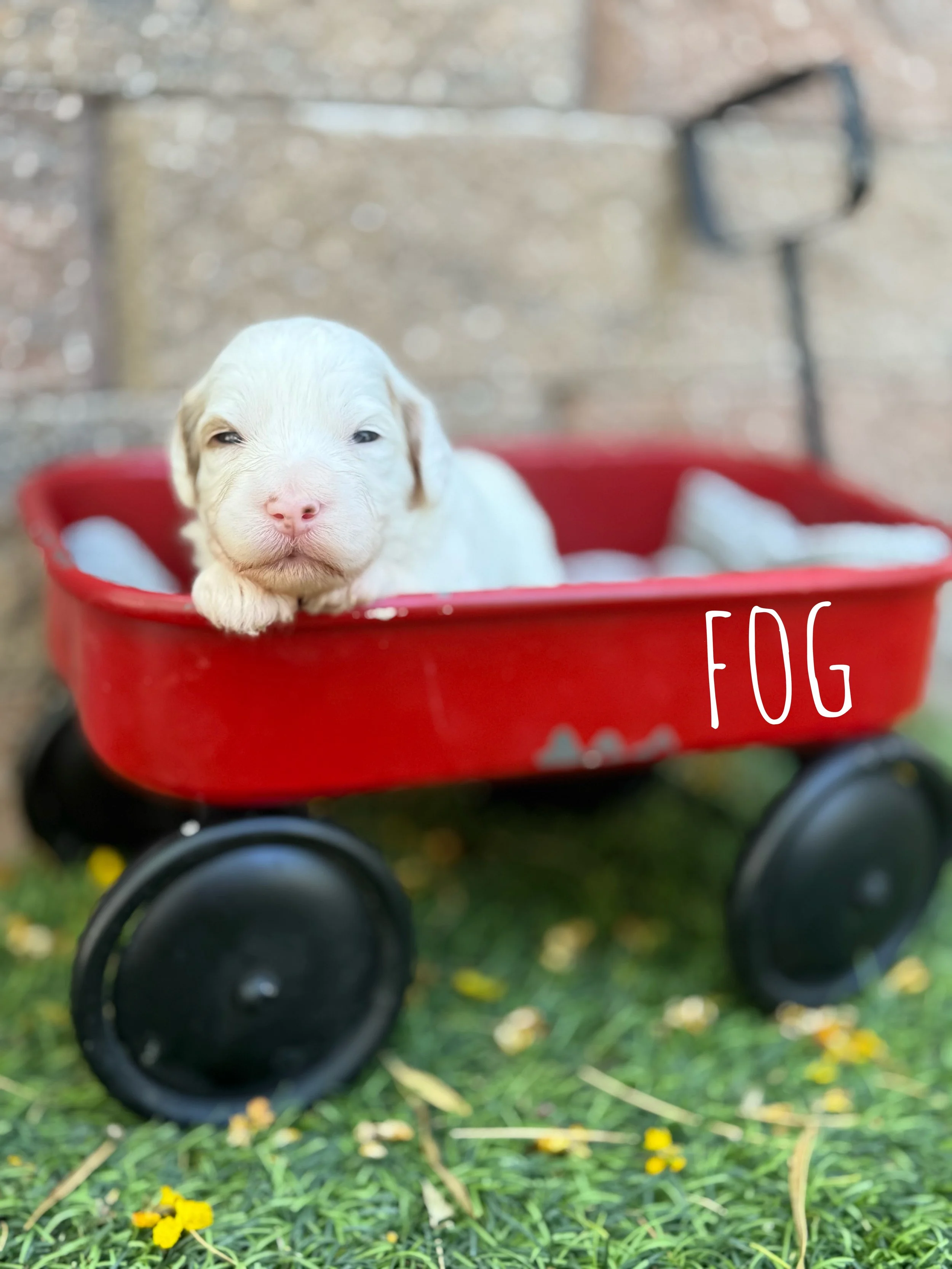 mini goldendoodle breeder los angeles