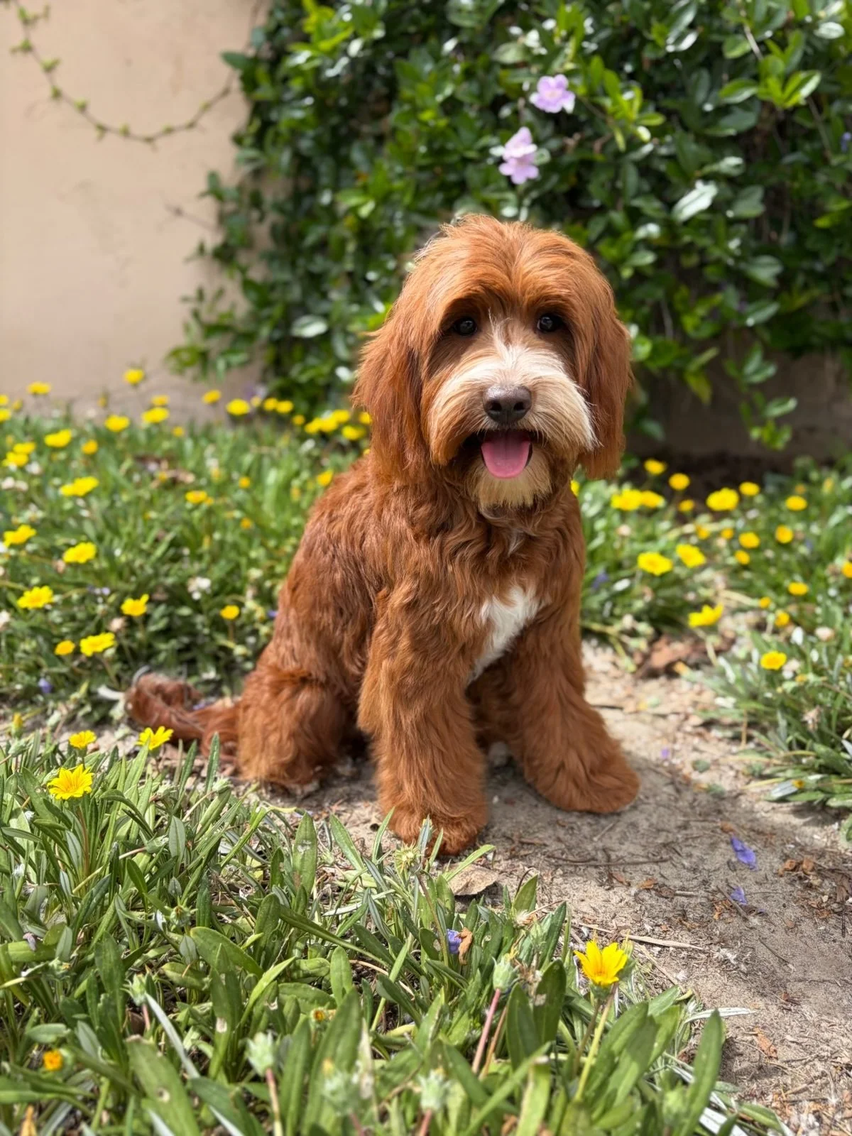 toy size goldendoodle breeder