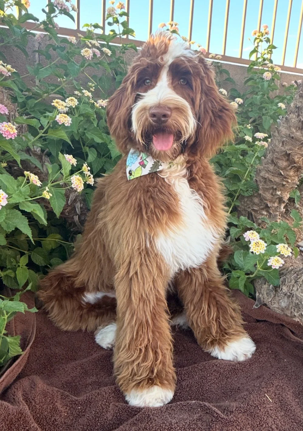 The Soulful Giant: Why the Standard Goldendoodle is the Ultimate Home Anchor