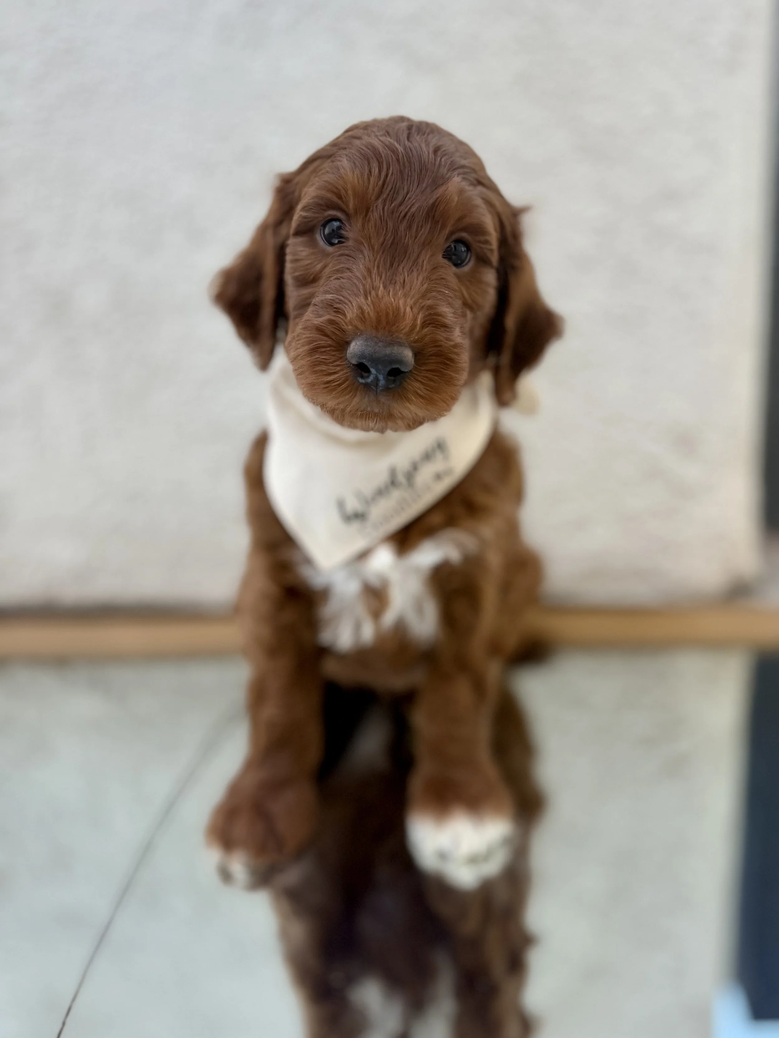 intense red goldendoodle breeder Northern California