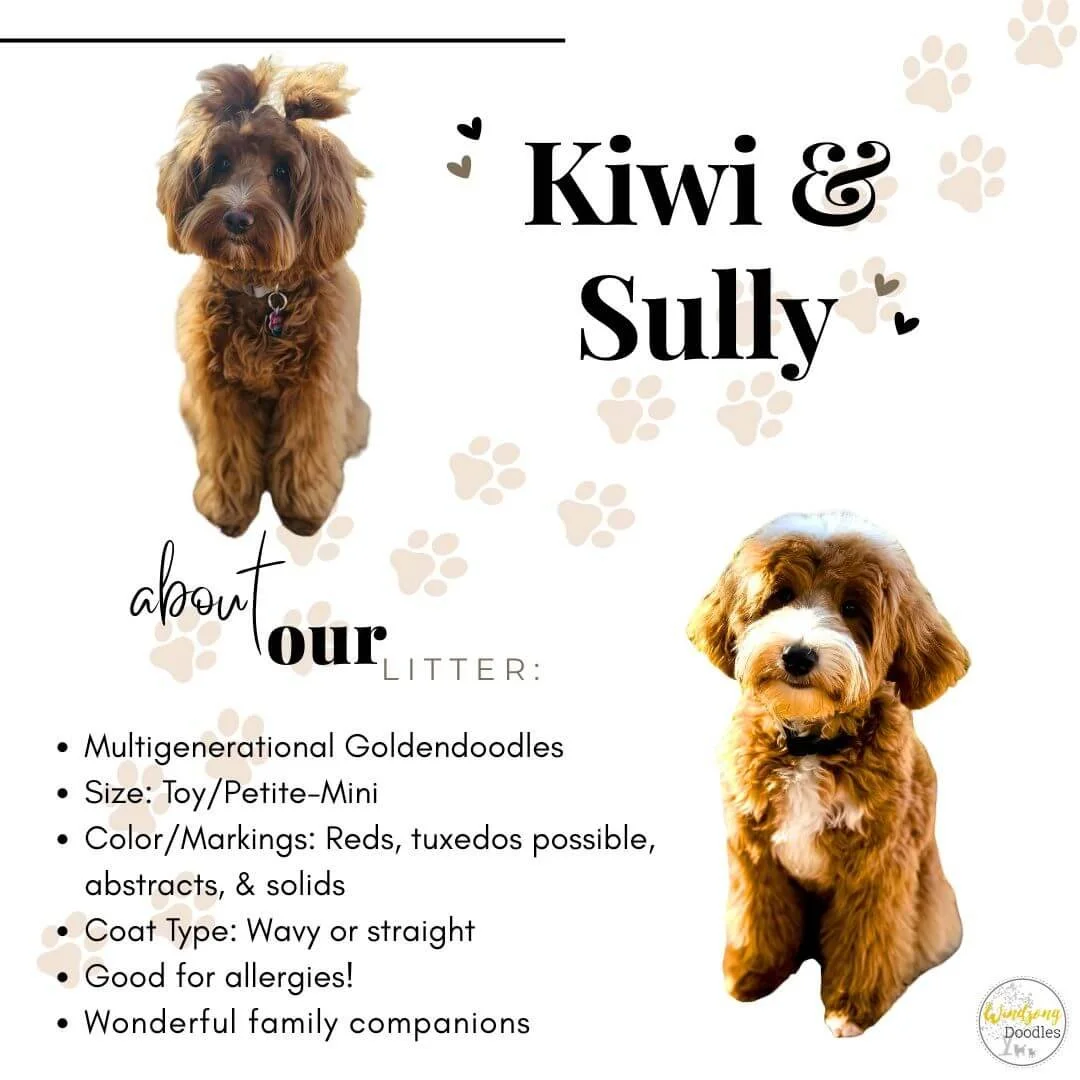 A poster featuring two adorable Goldendoodle puppies, one with a curly coat and the other with a wavy coat, announcing the adoption of Kiwi and Sully from a multigenerational Goldendoodle litter.