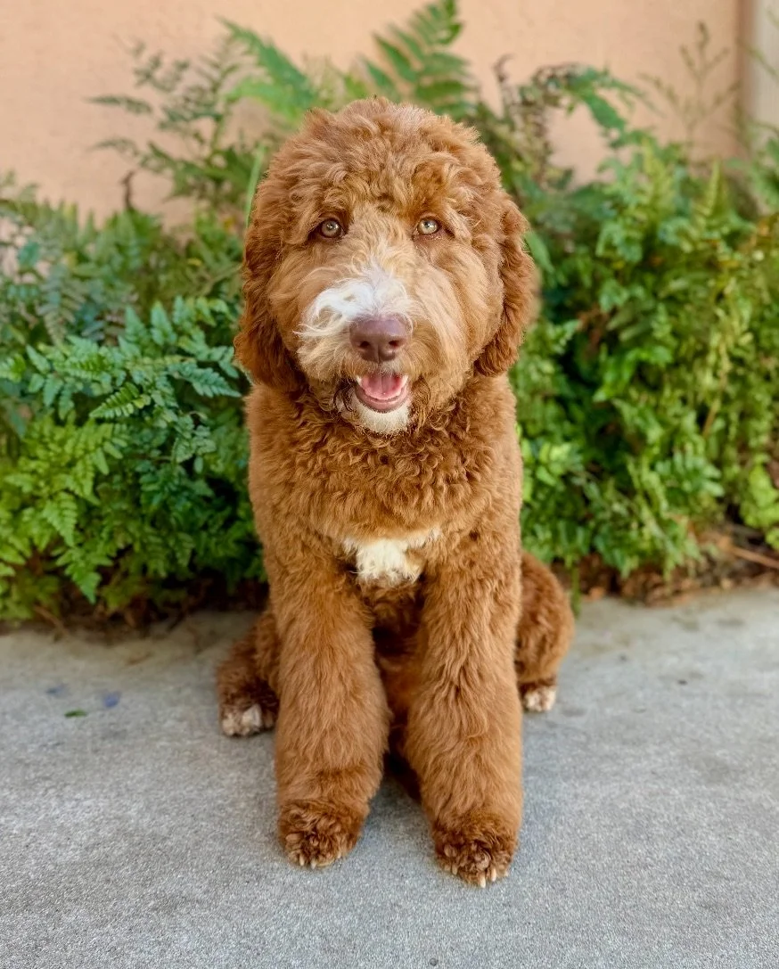 Why Goldendoodles Make Exceptional Therapy Dogs