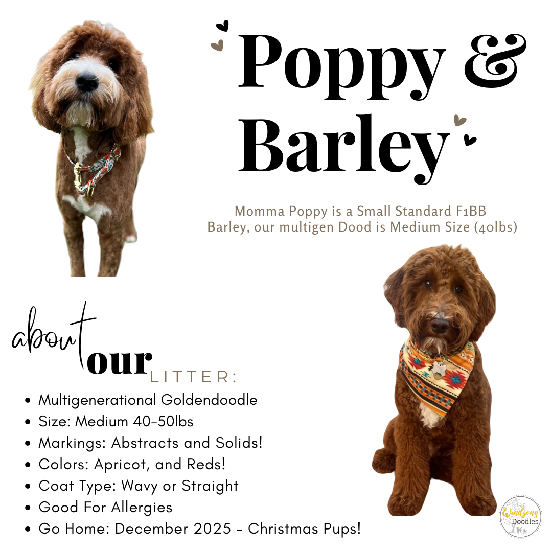 Poster featuring two brown doodle dogs named Poppy and Barley. Poppy has curly fur and is wearing a collar, while Barley is wearing a colorful bandana. The poster includes information about their litter, describing them as multigenerational goldendoo