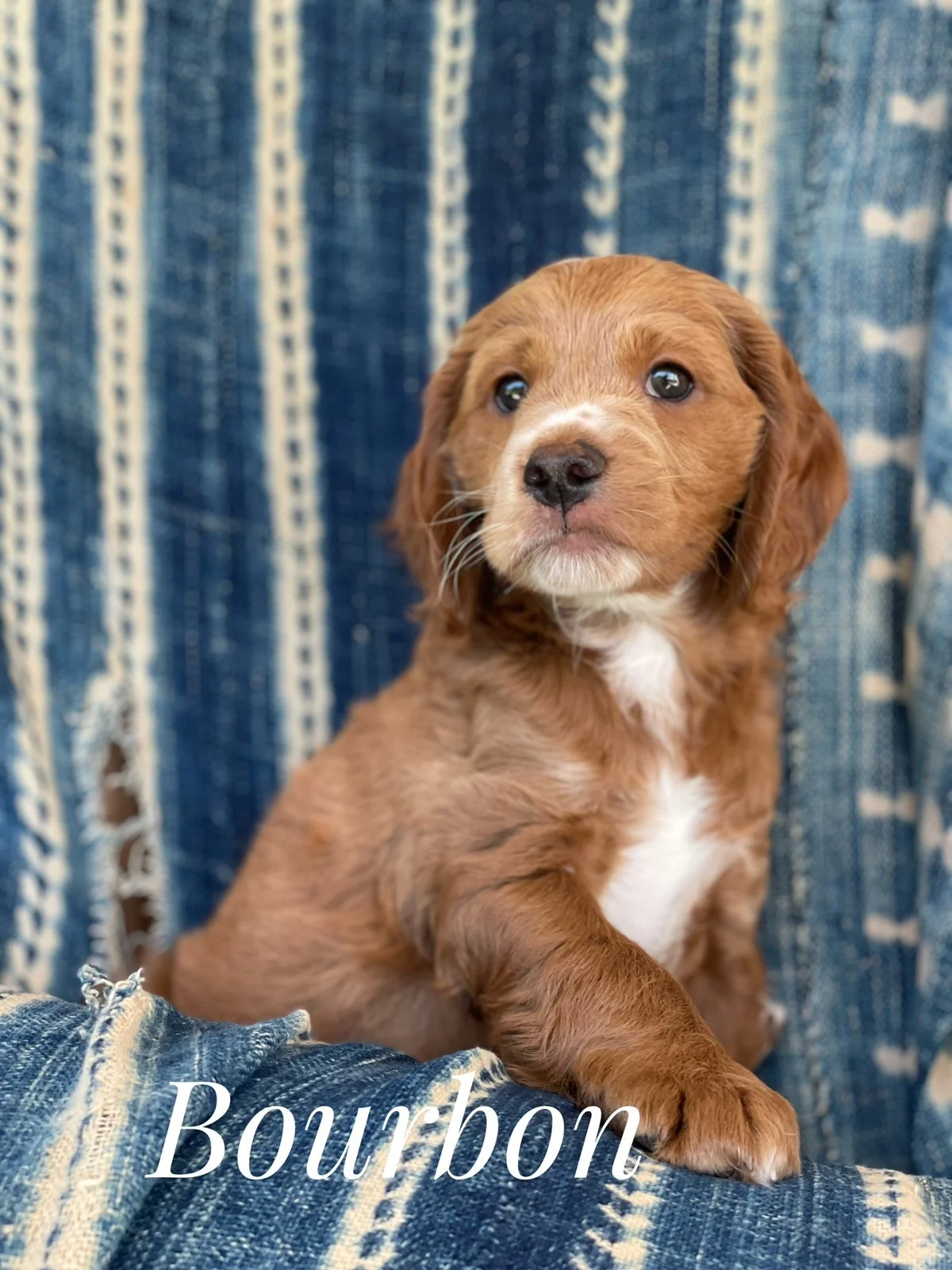 A brown puppy with floppy ears and white markings on its chest and nose, sitting on a blue and white woven blanket or curtain background. The word 'Bourbon' is written in white cursive at the bottom of the image.