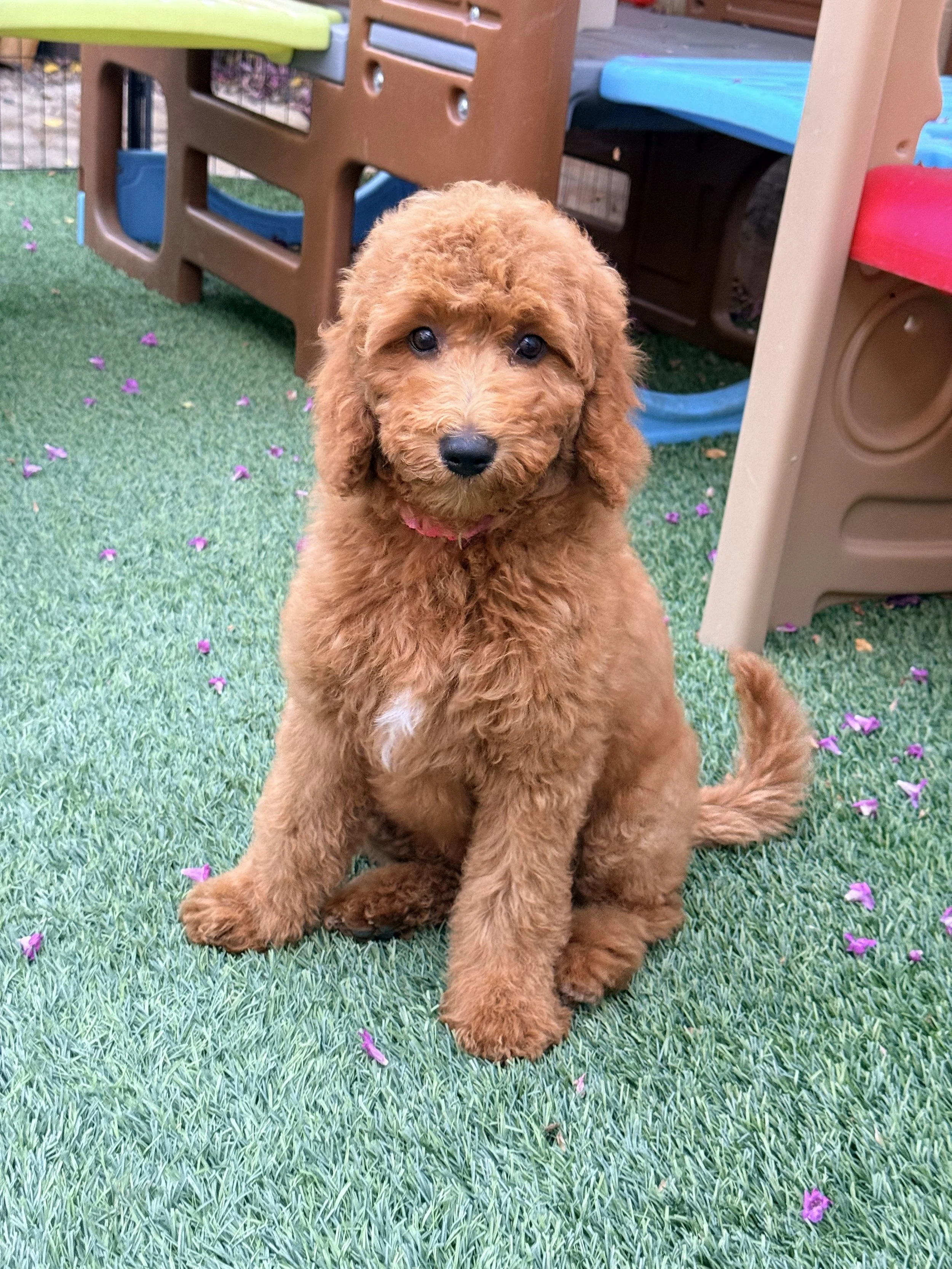 trained goldendoodle doodle, Trained Goldendoodle for Sale | Meet Lottie: Our Apricot Scholar