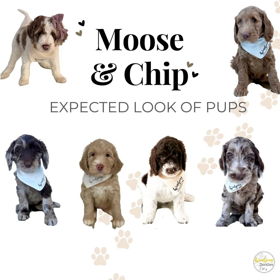 Collage of five adorable puppy dogs of different breeds, each wearing a bandana, with the text 'Moose & Chip Expected Look of Pups' and paw print designs in the background.