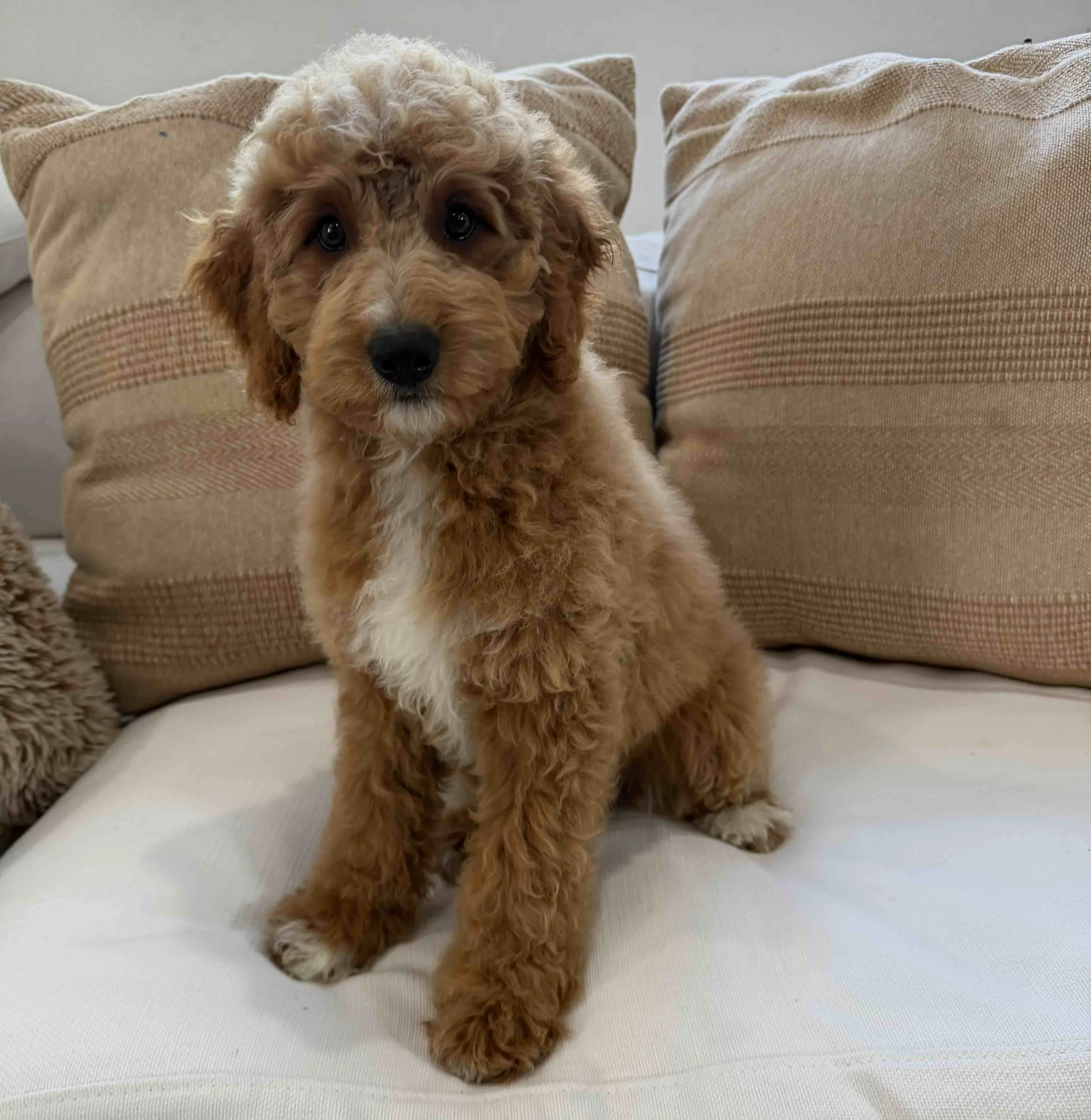 Meet Maysie: She’s Calm, Sweet, and Ready for Home!