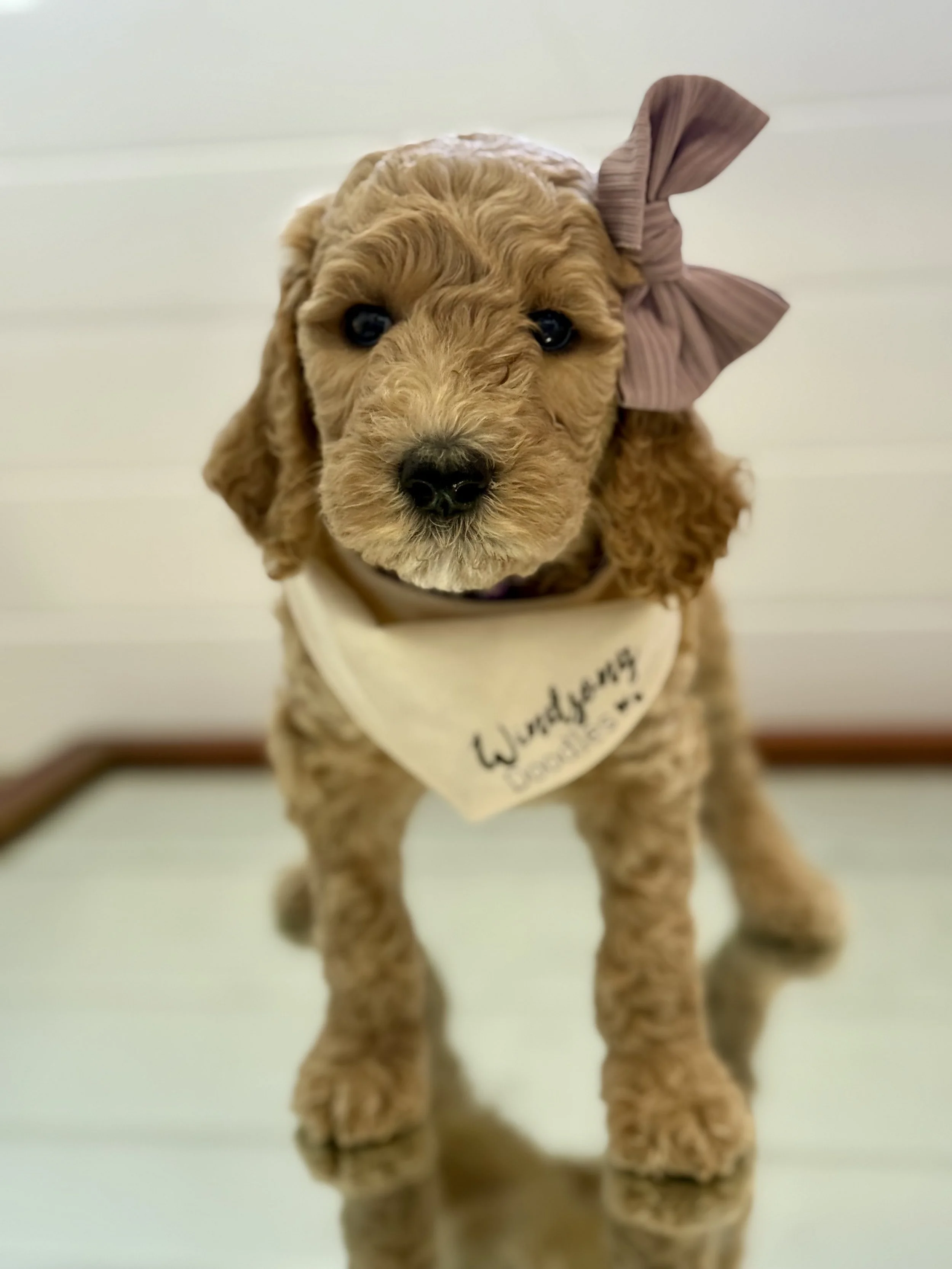 San Diego doodle breeder, Southern CA goldendoodle breeders, health testing & breeding standards for doodles