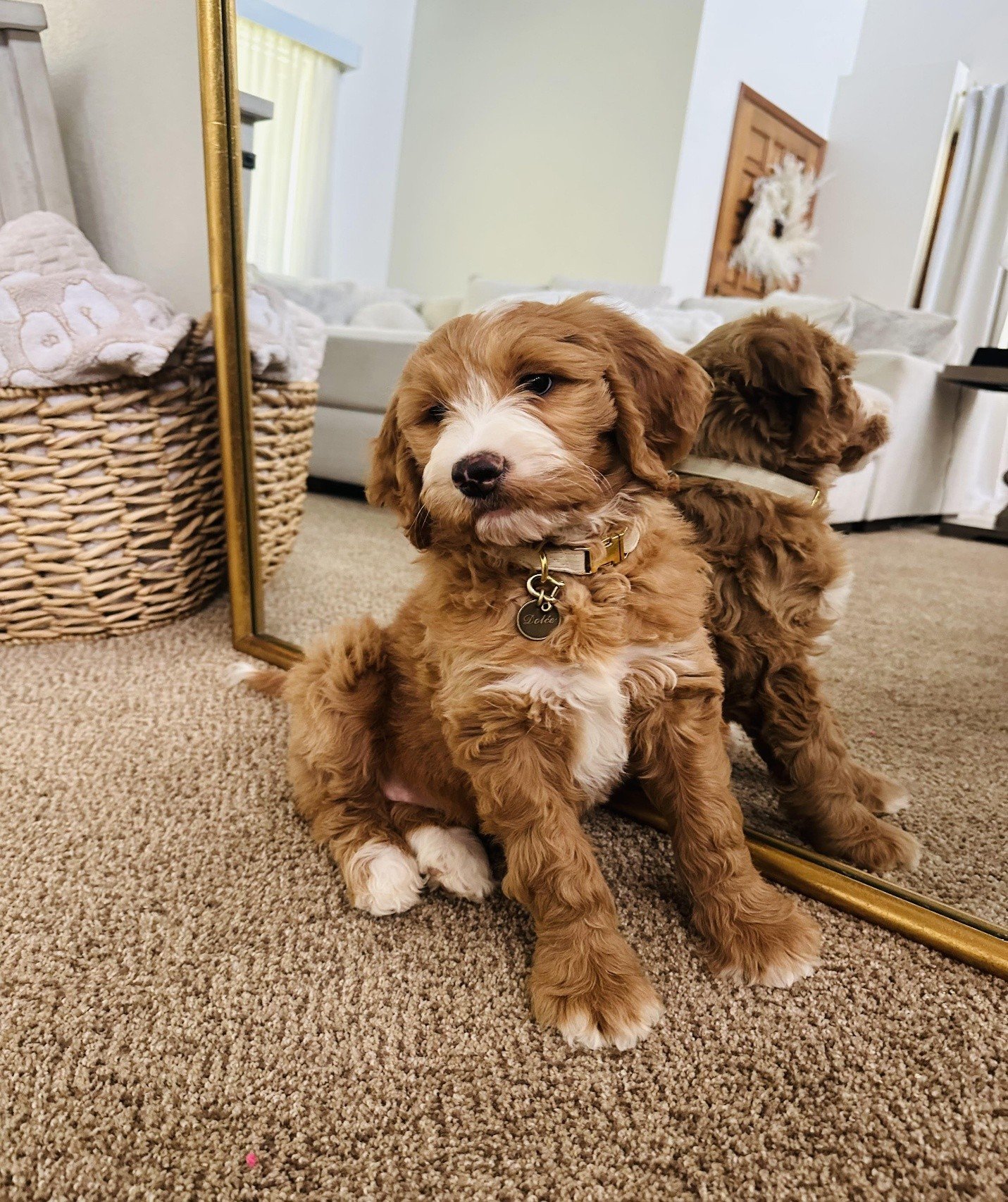 The Benefits of Buying Trained Goldendoodle Puppies From a Breeder