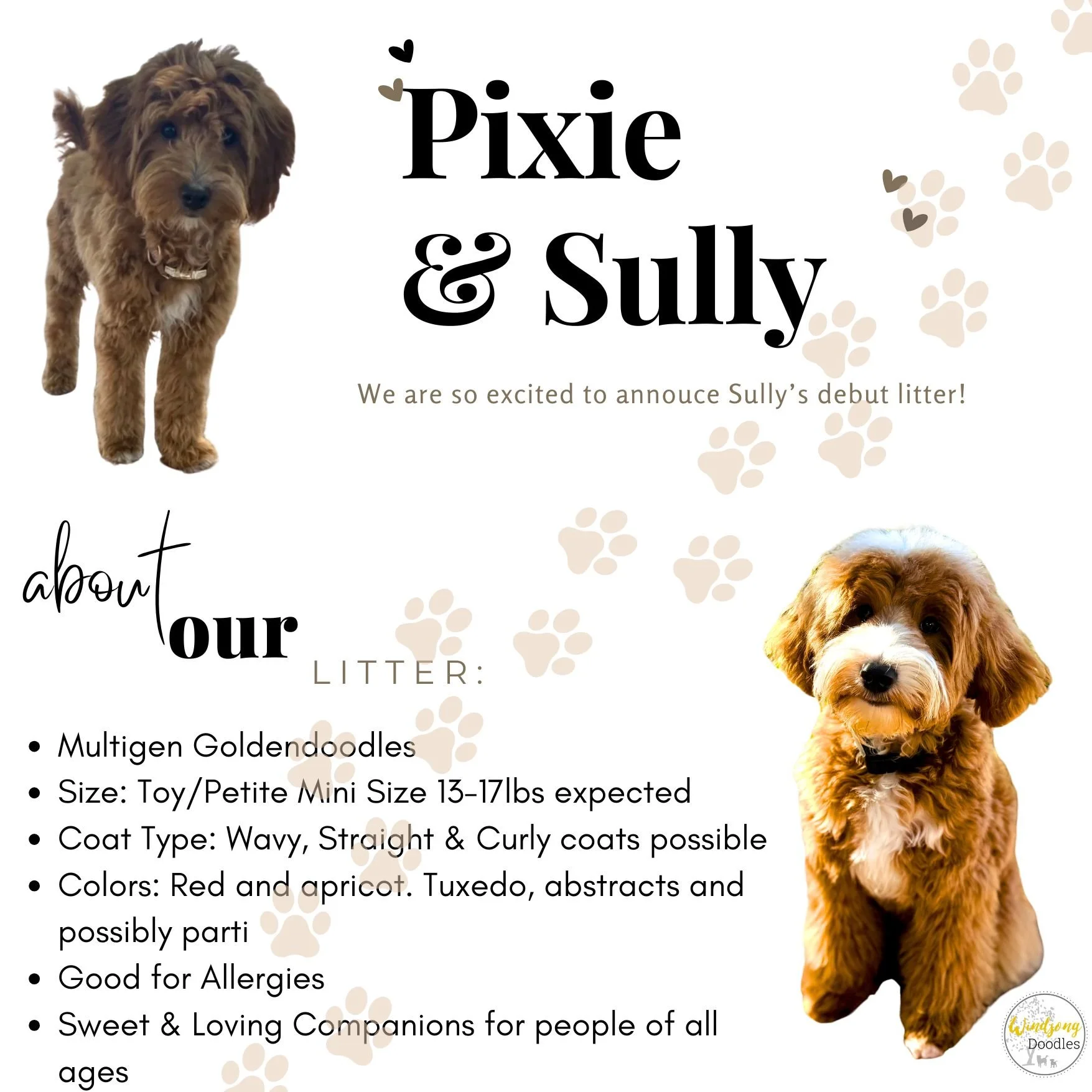 Announcement of a new puppy litter named Pixie & Sully with a picture of a brown puppy and text describing the litter details, available on a decorative paw print background.