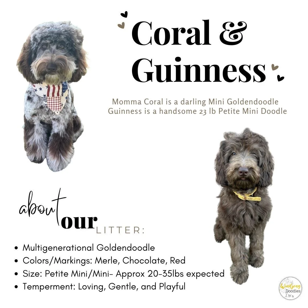 A poster featuring two adorable Mini Goldendoodle puppies named Momma Coral and Guinness, with some heart icons. The poster provides information about their litter, including colors, size, and temperment.