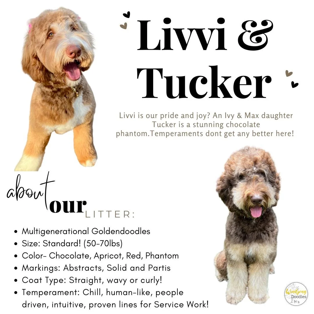 A flyer featuring two multigenerational Goldendoodle puppies, one with a reddish coat and the other with a chocolate and apricot coat. The flyer is titled "Livvi & Tucker" and includes descriptions about the dogs and their litter.