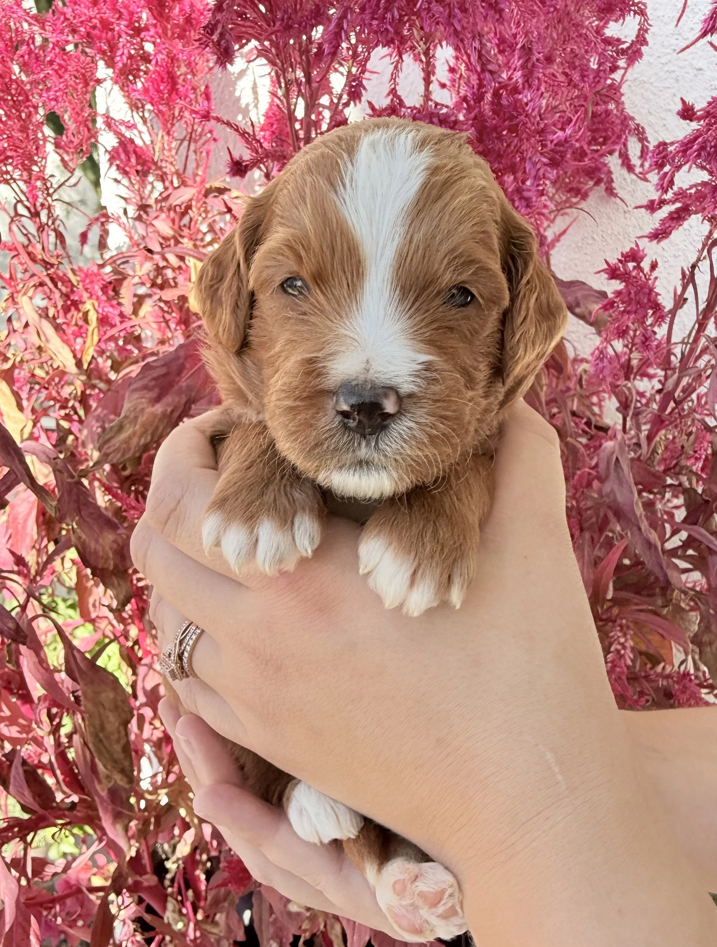 mini goldendoodle puppy near me.jpg