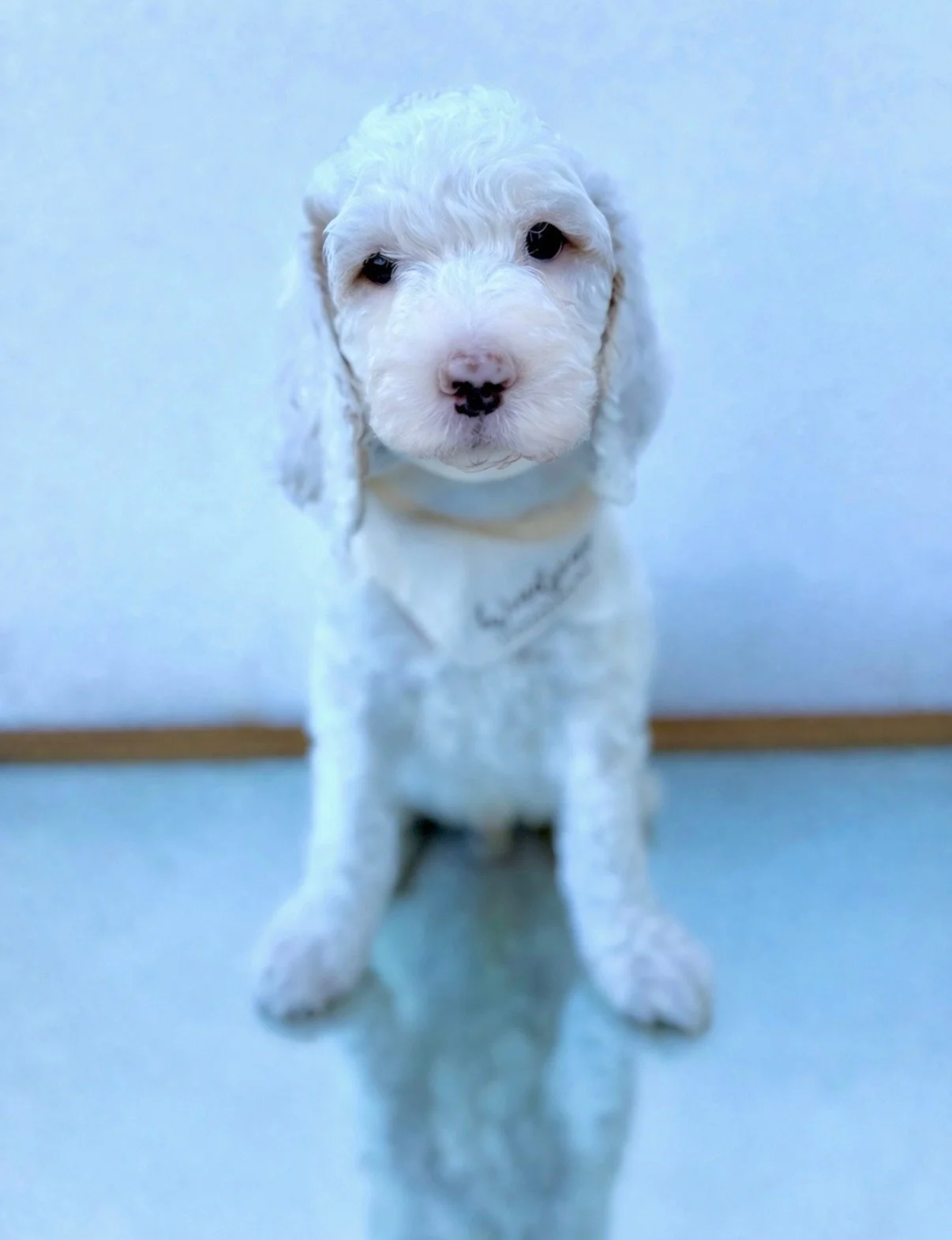 Goldendoodle Health Testing: What Responsible Breeding Really Looks Like