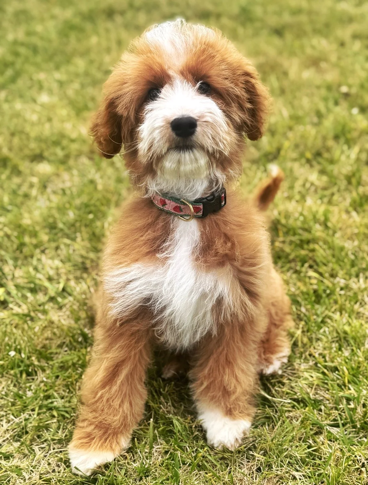 A cute brown and white fluffy puppy sitting on green grass outdoors.