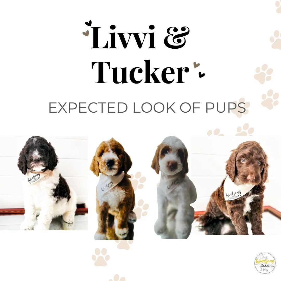 A promotional image showing four adorable puppies with expected looks and personalities. The puppies are from Livvi & Tucker, with the title 'Expected Look of Pups'. The image includes the puppies' pictures, each with a tag and background decorated with paw prints.