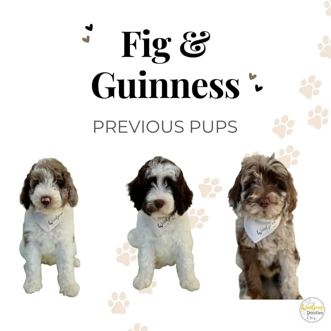 Three adorable puppies, two with white and black coats and one with a brown and white coat, sitting in a row with paw print decorations in the background, all wearing white bandanas with the word "Wander" on them, with the text "Fig & Guinness" and "Previous Pups" above.