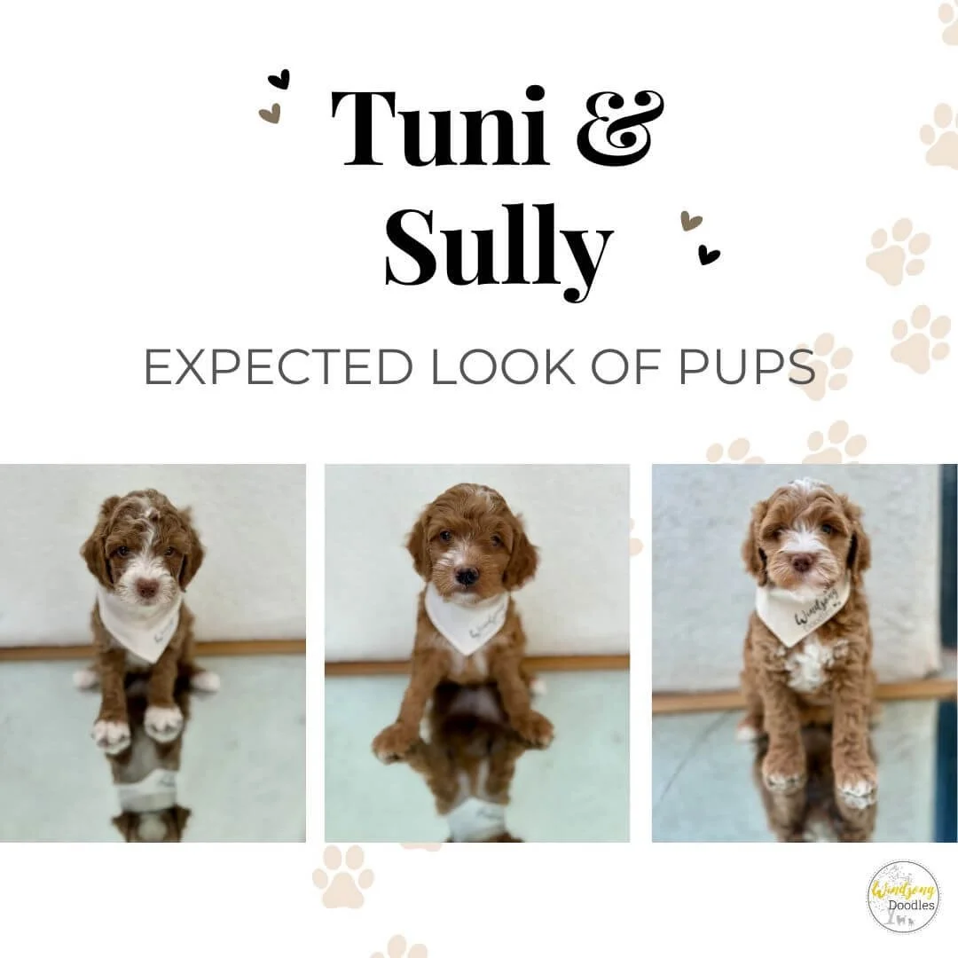 A poster featuring three photos of adorable puppies with the text "Tuni & Sully" and "Expected Look of Pups." The puppies are sitting on a surface looking at the camera, each wearing a white bandana around their necks. The poster has a white background with paw print decorations.